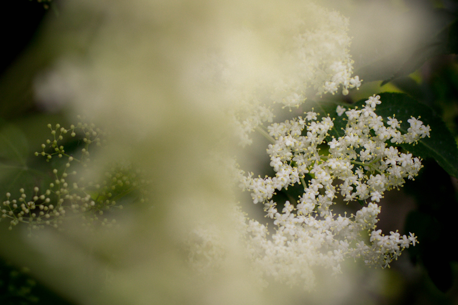fleurs de sureau noir