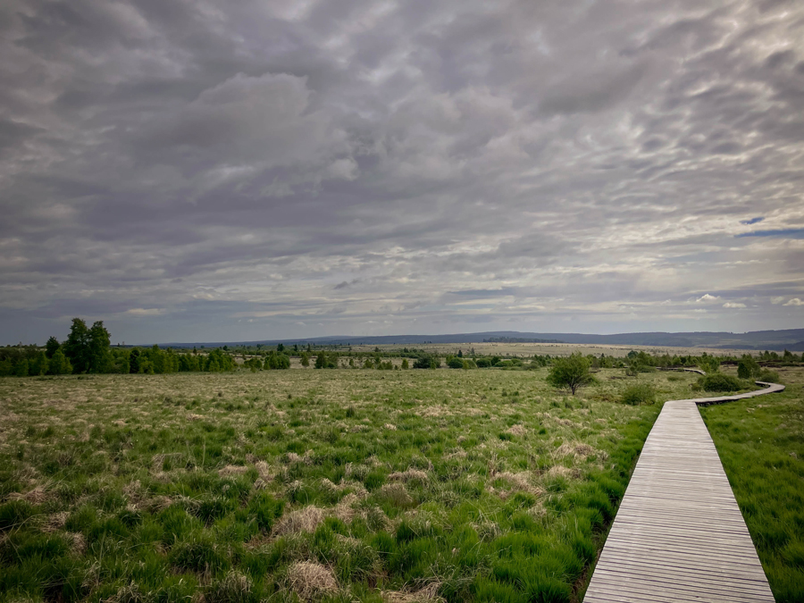 paysage hautes fagnes