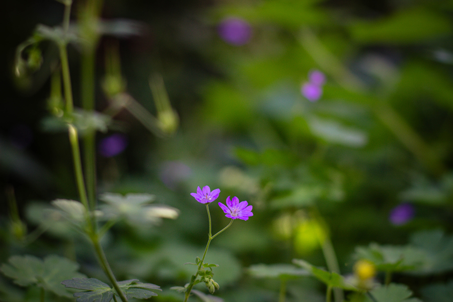 géranium sauvage en fin de saison dans un jardin belge