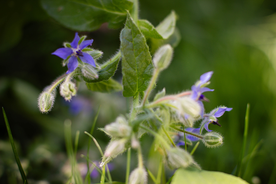 bourrache dans un jardin en septembre – floraison tardive