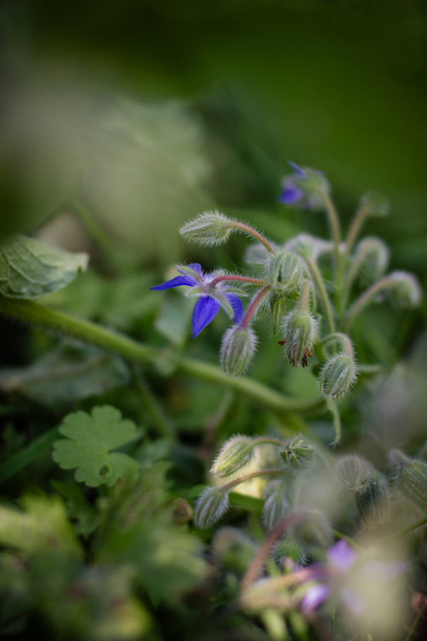 bourrache en fin de saison dans un jardin belge