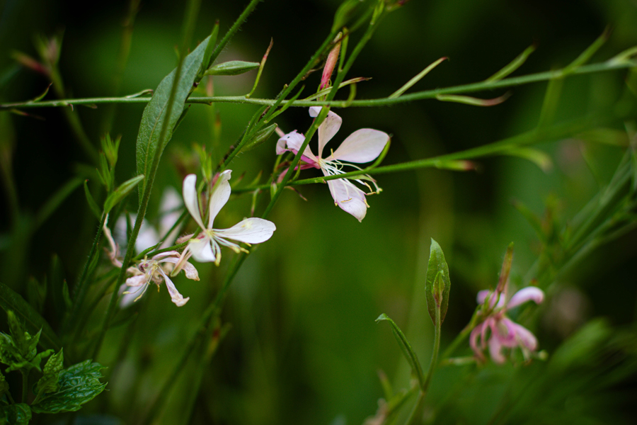 gaurarose en fin de saison dans un jardin belge