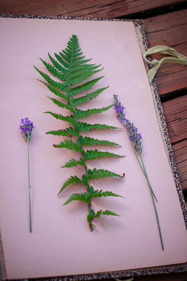 Herbier maison avec fleurs cueillies et séchées à plat