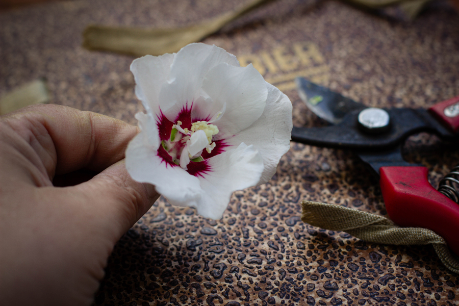 Herbier maison avec fleurs cueillies et séchées à plat