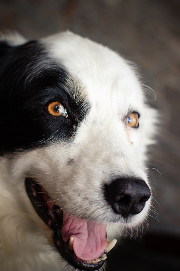 border collie 