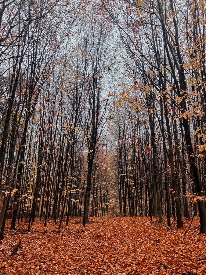 forêt novembre