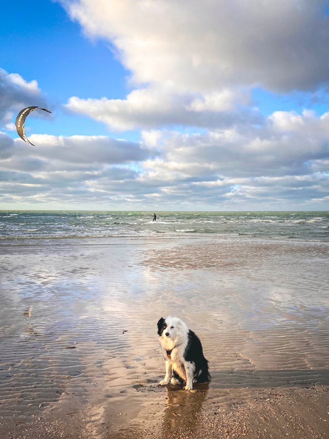 border collie sur une plage