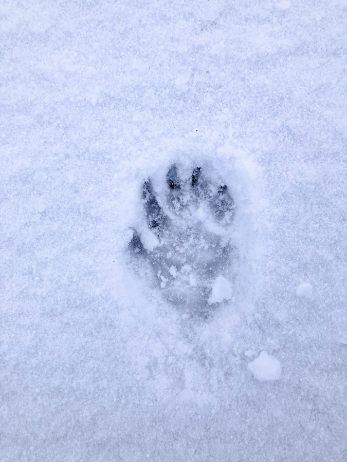 trace blaireau dans la neige