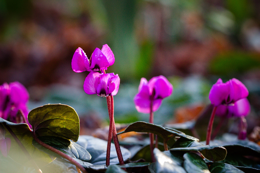 premières fleurs du printemps