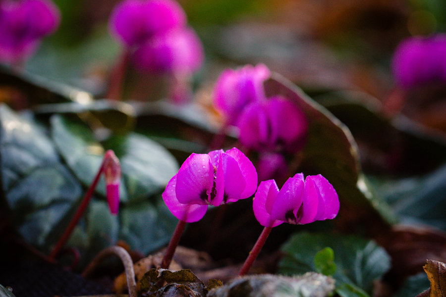 premières fleurs du printemps