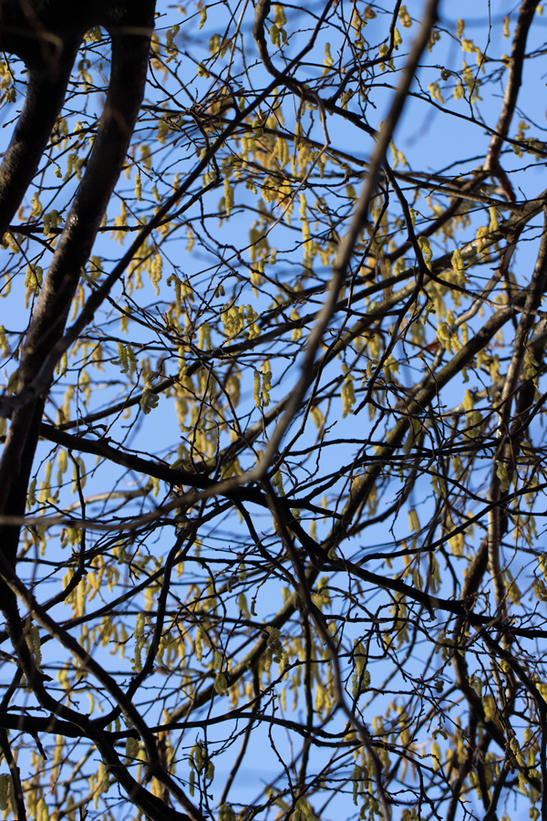 noisettier en fleurs