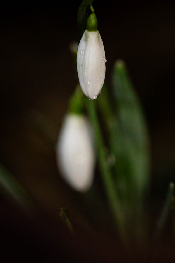 perce-neige