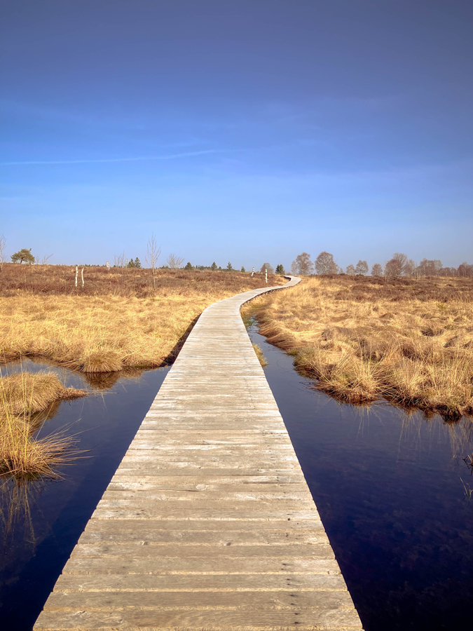 paysage des hautes fagnes