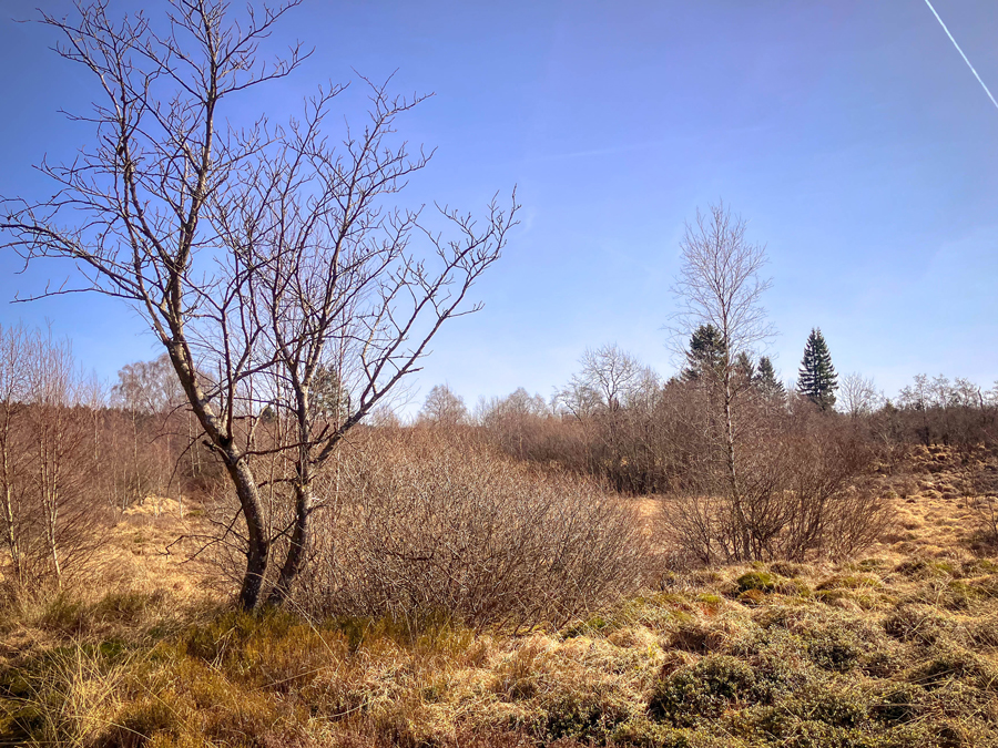 paysage des hautes fagnes
