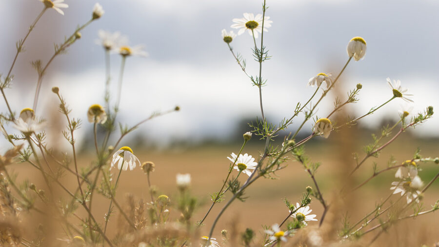 Le grain des heures