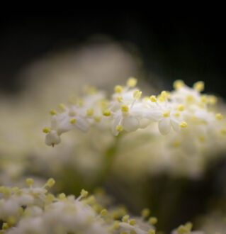 Fleurs de sureau noir