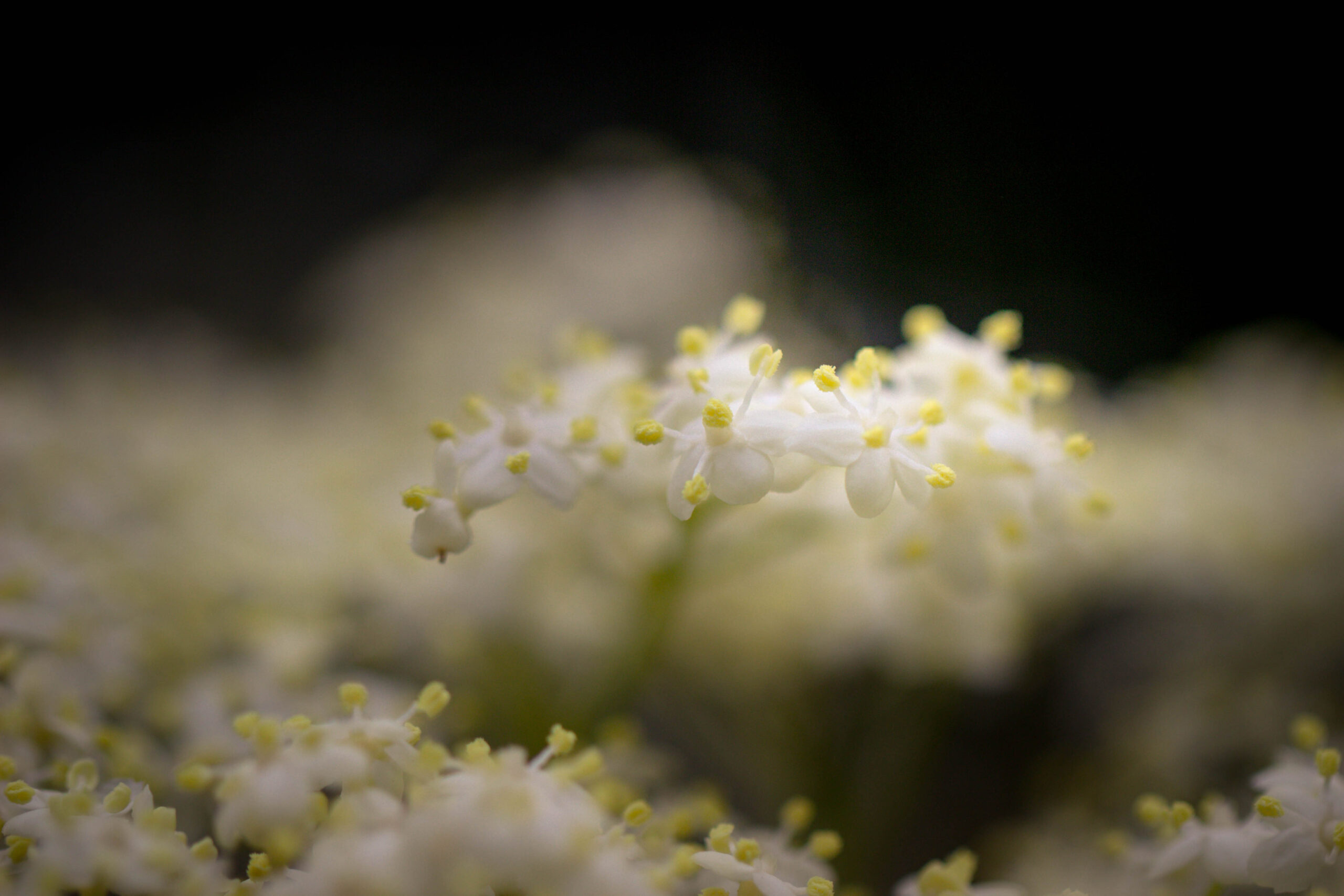 Fleurs de sureau noir