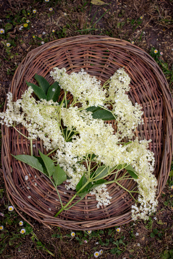 récolte fleurs de sureau