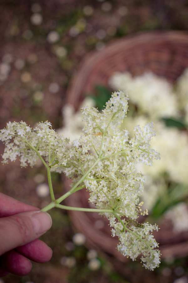 récolte fleurs de sureau