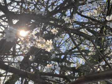Lumières d’avril
