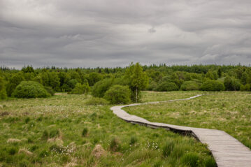 Dans les Hautes Fagnes au printemps