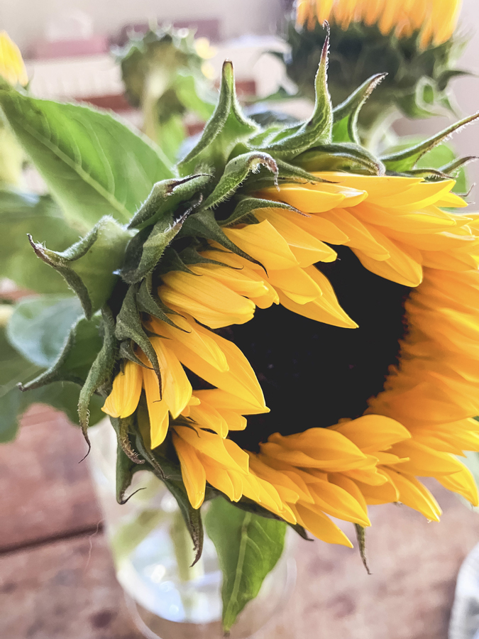 week-end d'été tournesol