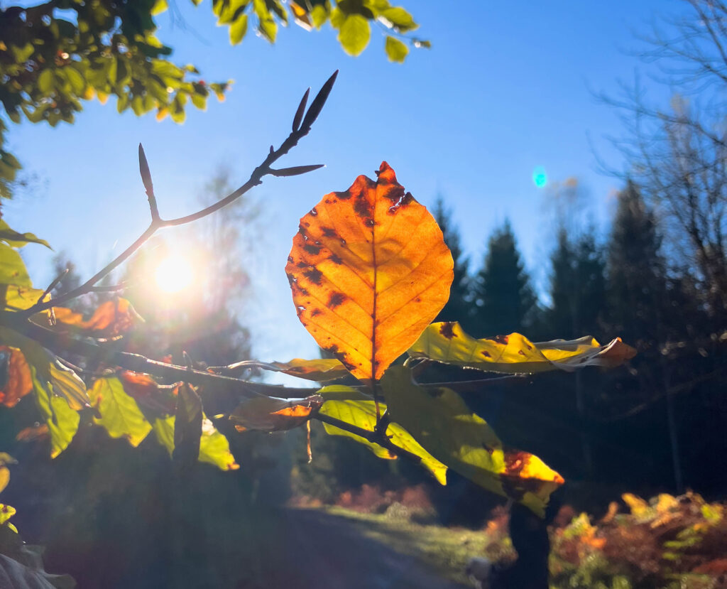 feuille d'automne par une journée ensoileillée