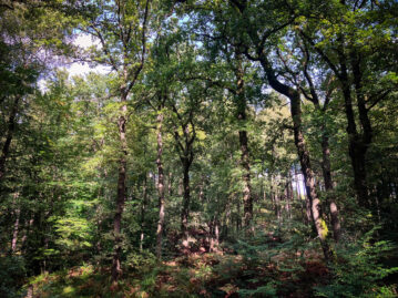Entre l’été et l’automne