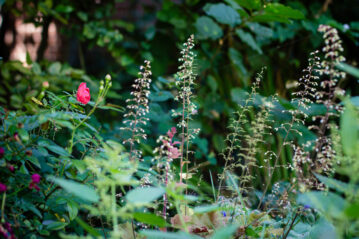 Derniers pétales – carnet visuel du jardin