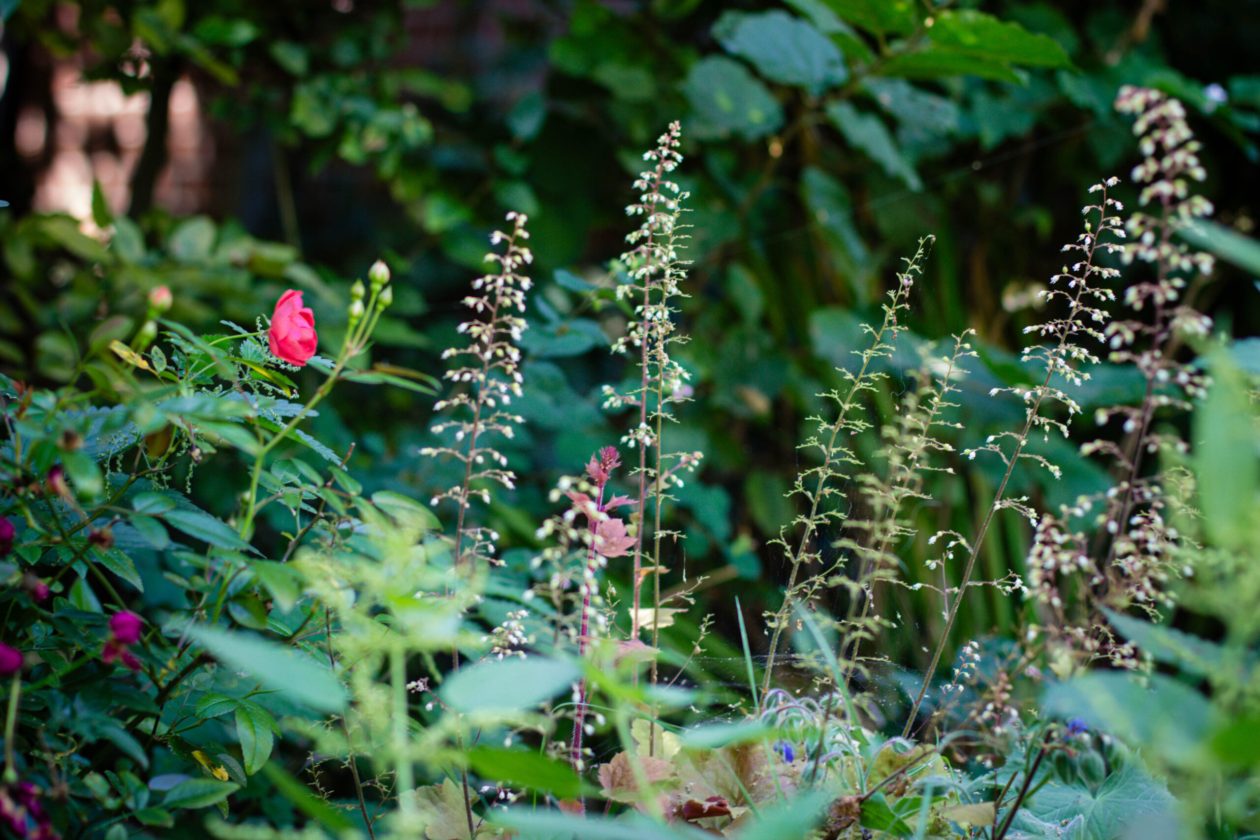 Derniers pétales – carnet visuel du jardin