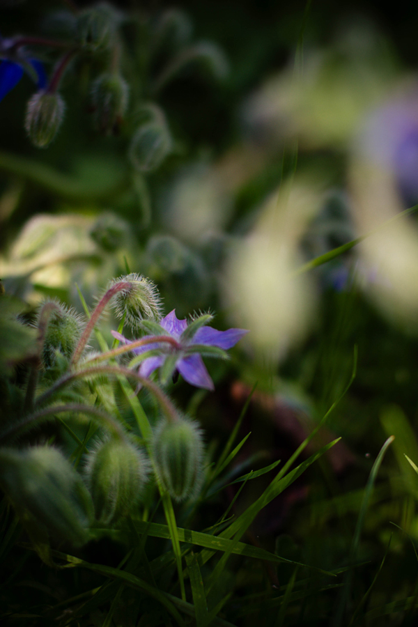 bourrache dans un jardin en septembre – floraison tardive