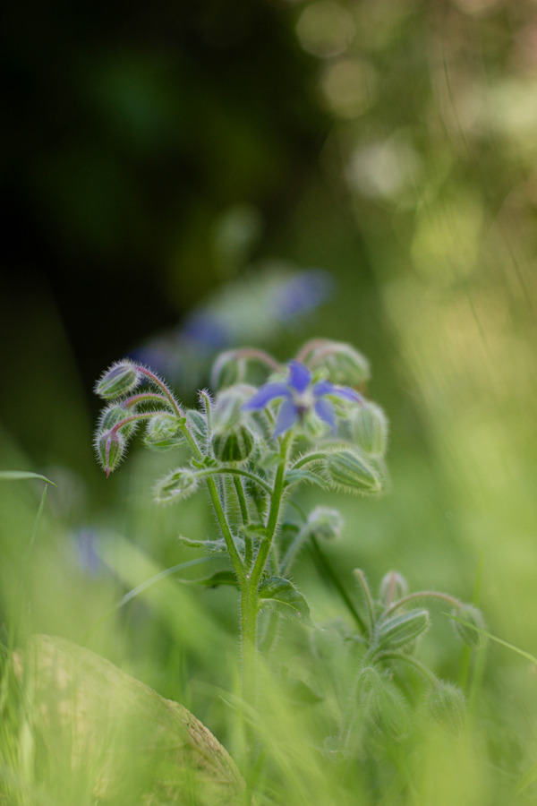 bourrache dans un jardin en septembre – floraison tardive