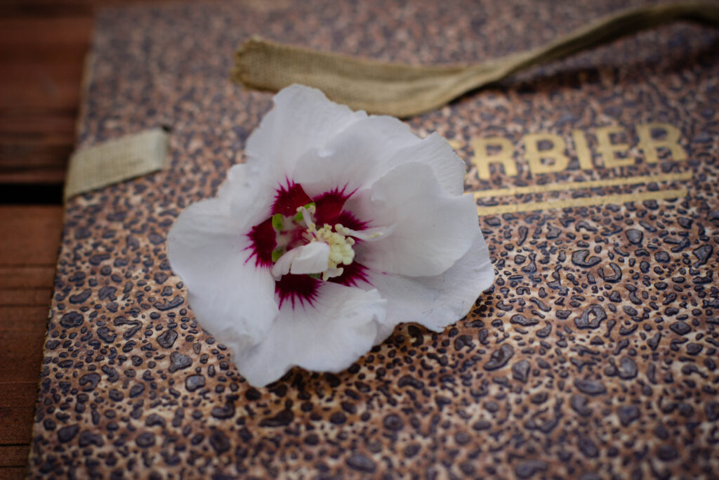 Herbier maison avec hibiscus et séchées à plat
