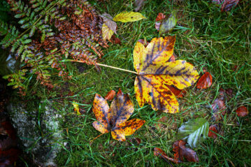 Brume et agrume, l’hiver s’annonce