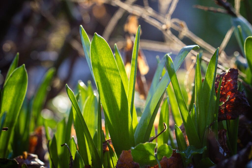 soleil dans les premières feuille