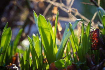 Au seuil du printemps