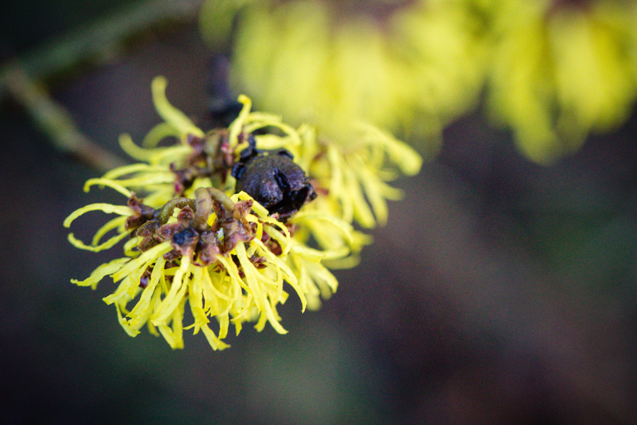 hamamelis en fleurs