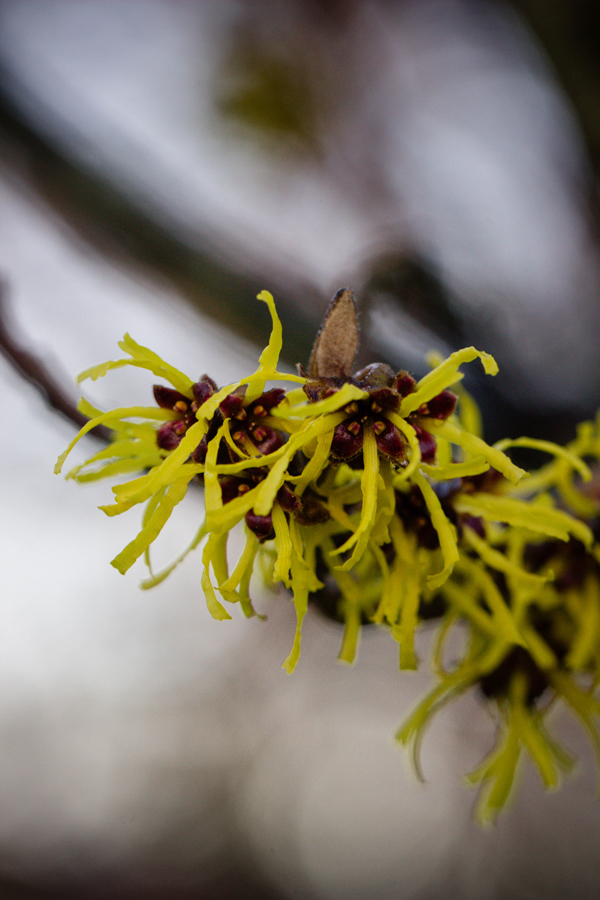 hamamelis en fleurs