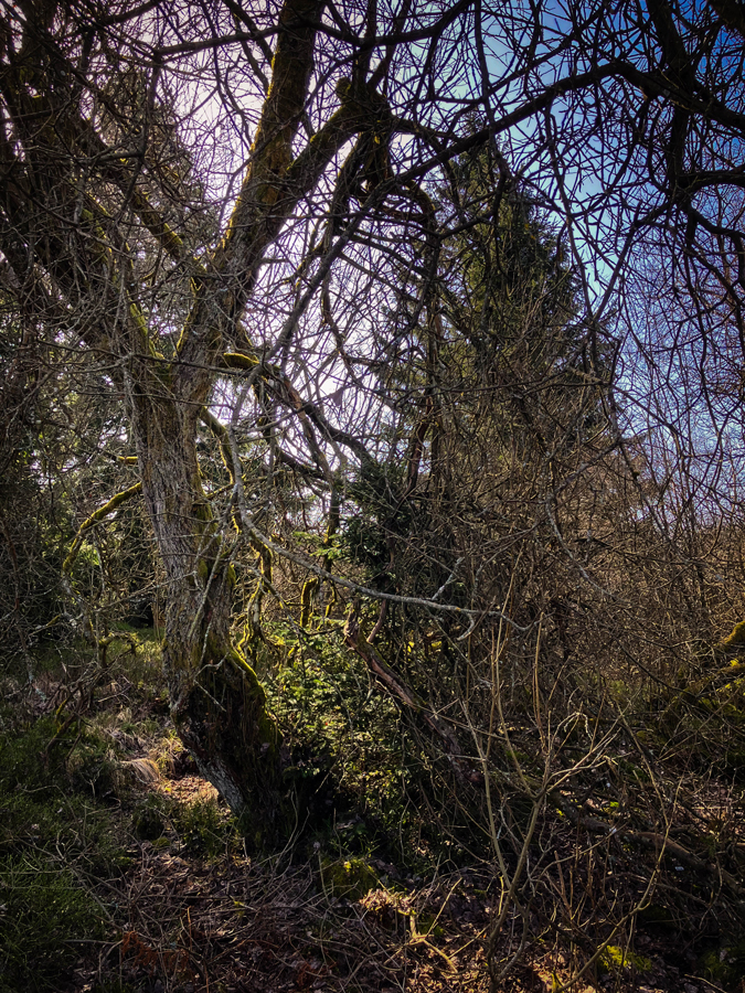 paysage des hautes fagnes