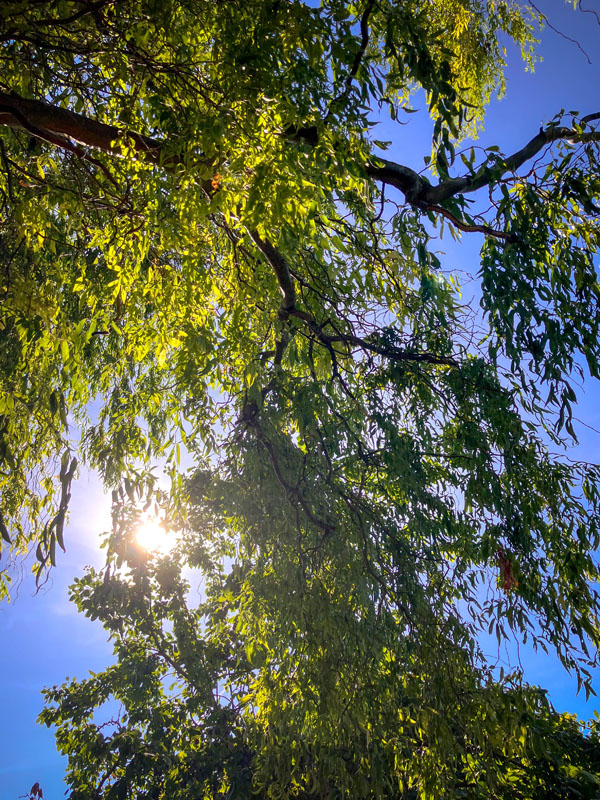 soleil filtrant dans les feuilles du saule