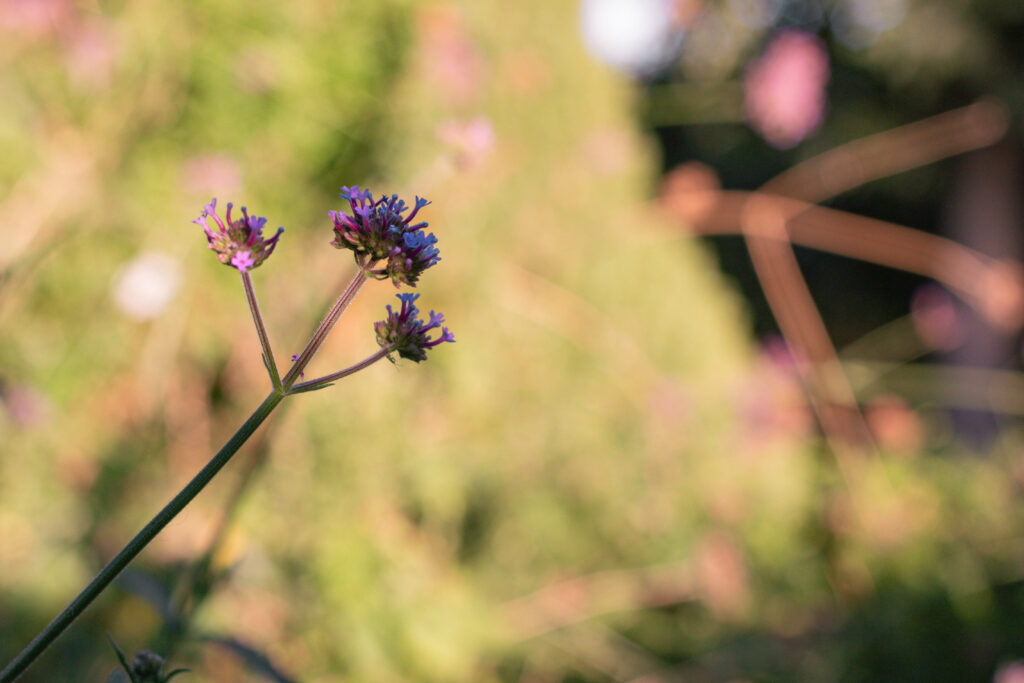verveine du cap