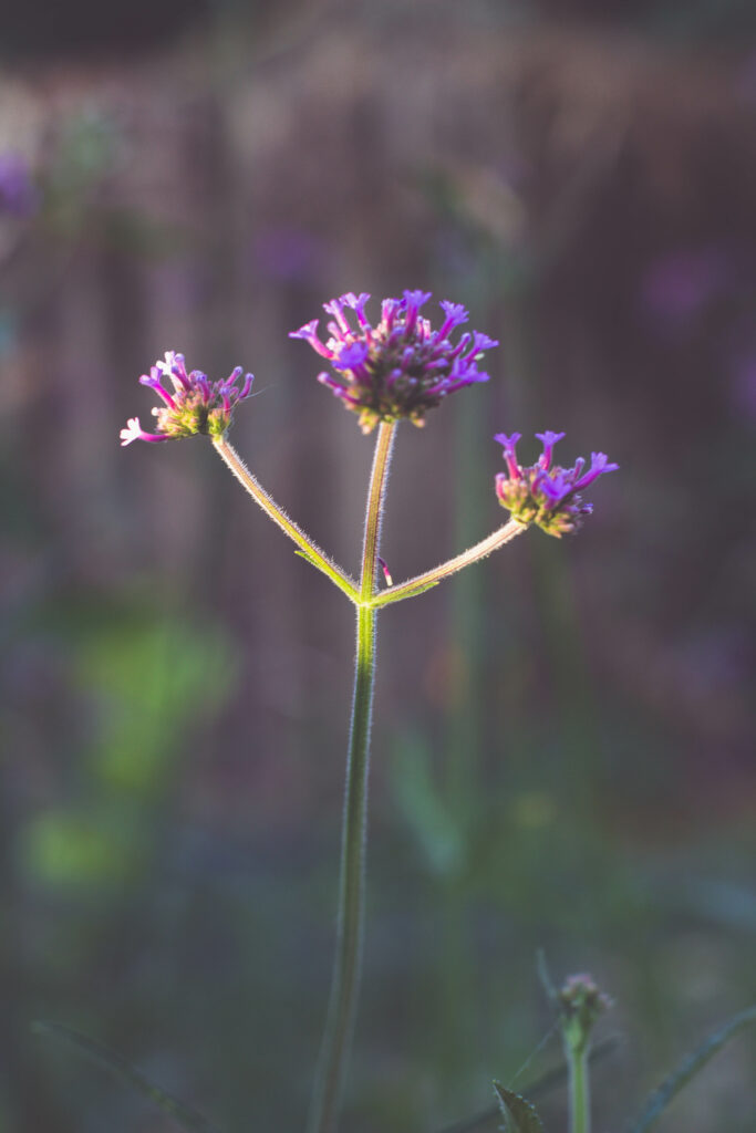 verveine du cap