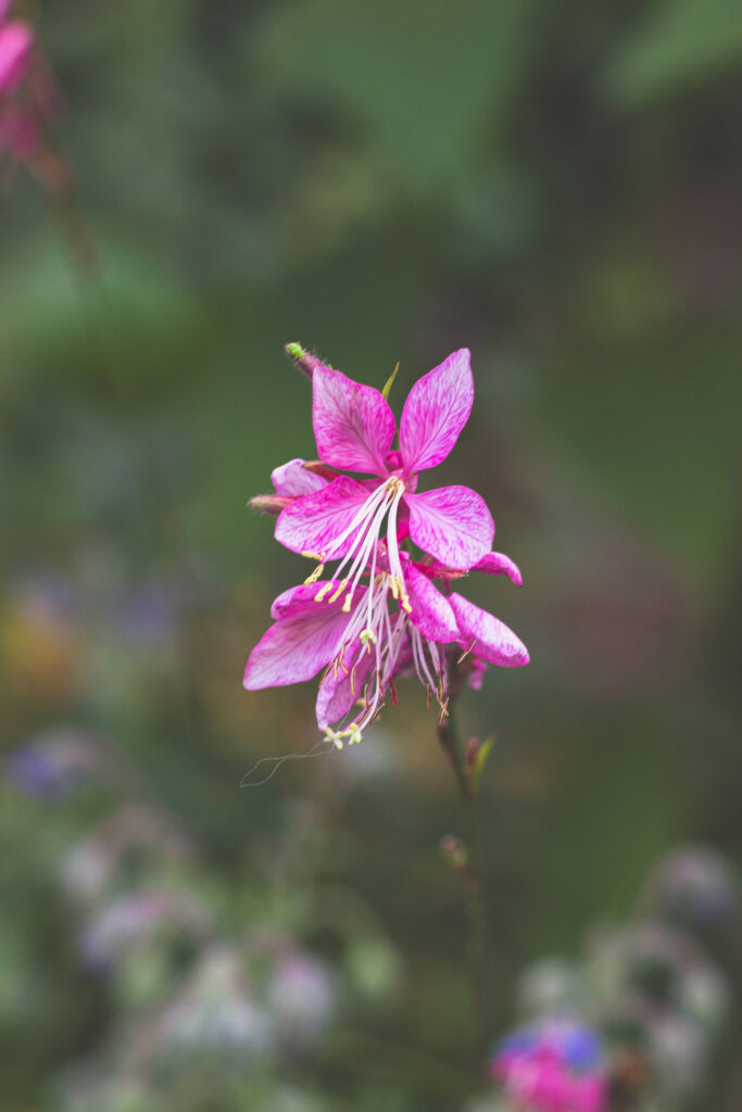 gaura
