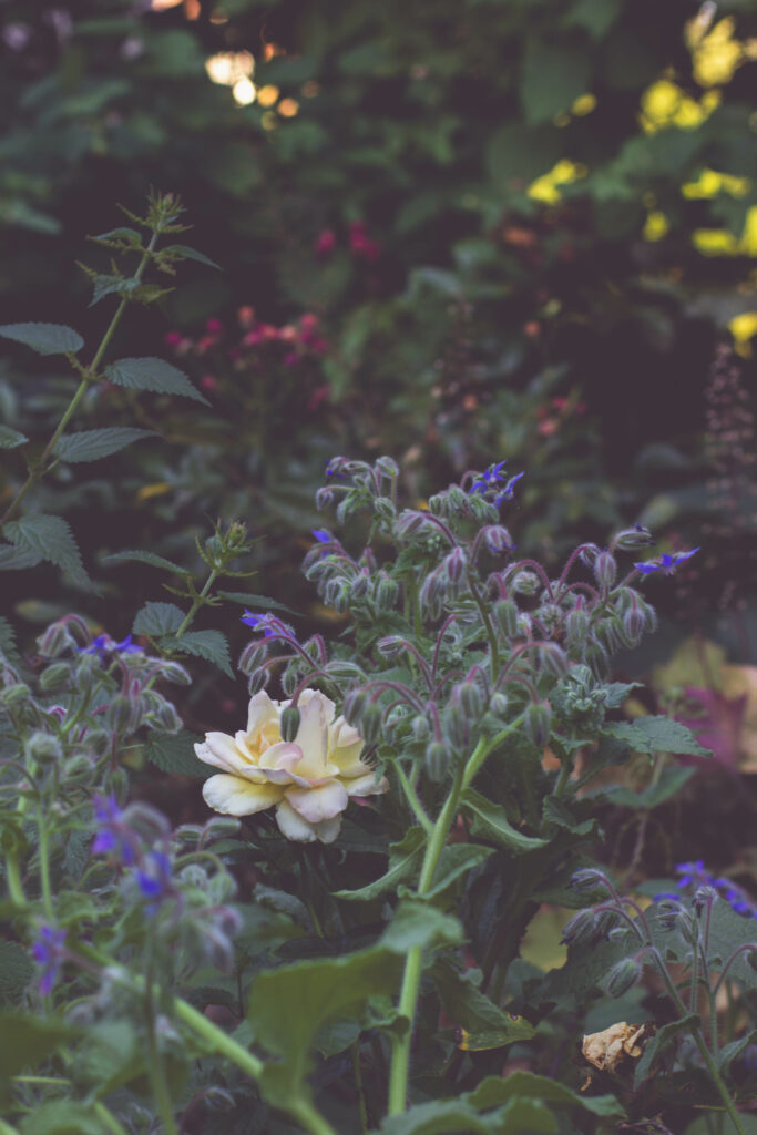 mixed border