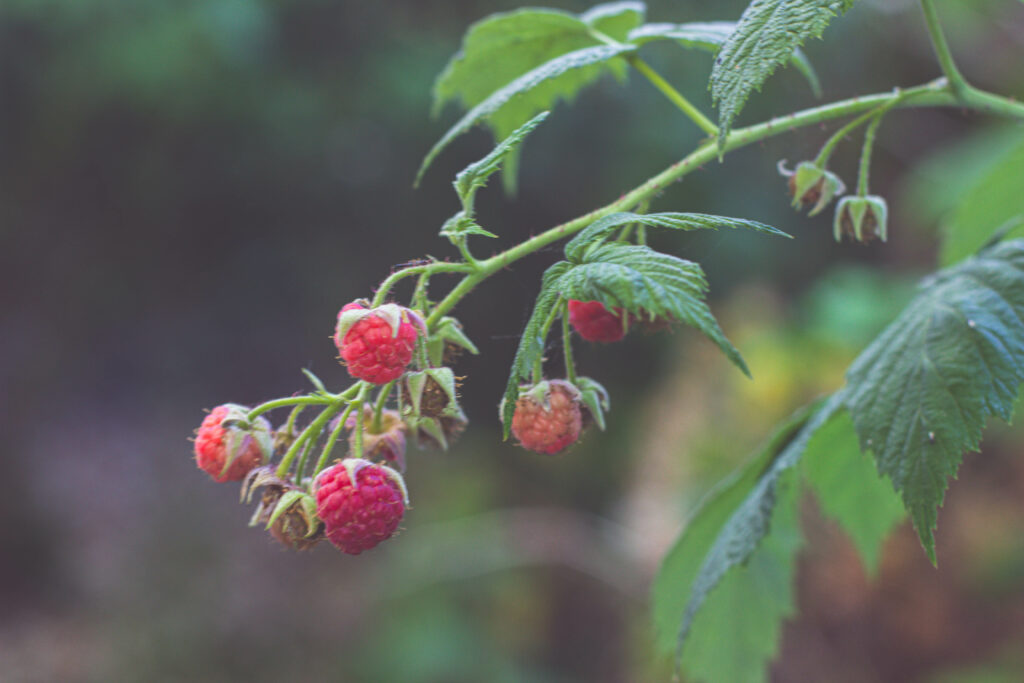 framboises