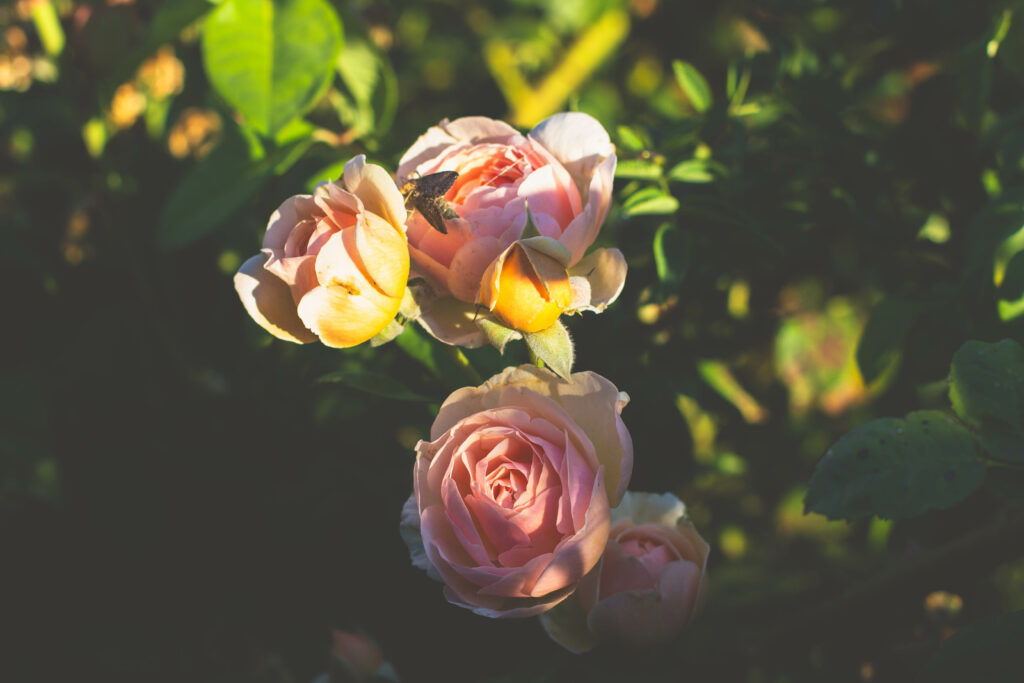 roses